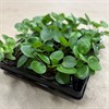 PILEA 6 CM PEPEROMIOIDES 1X12